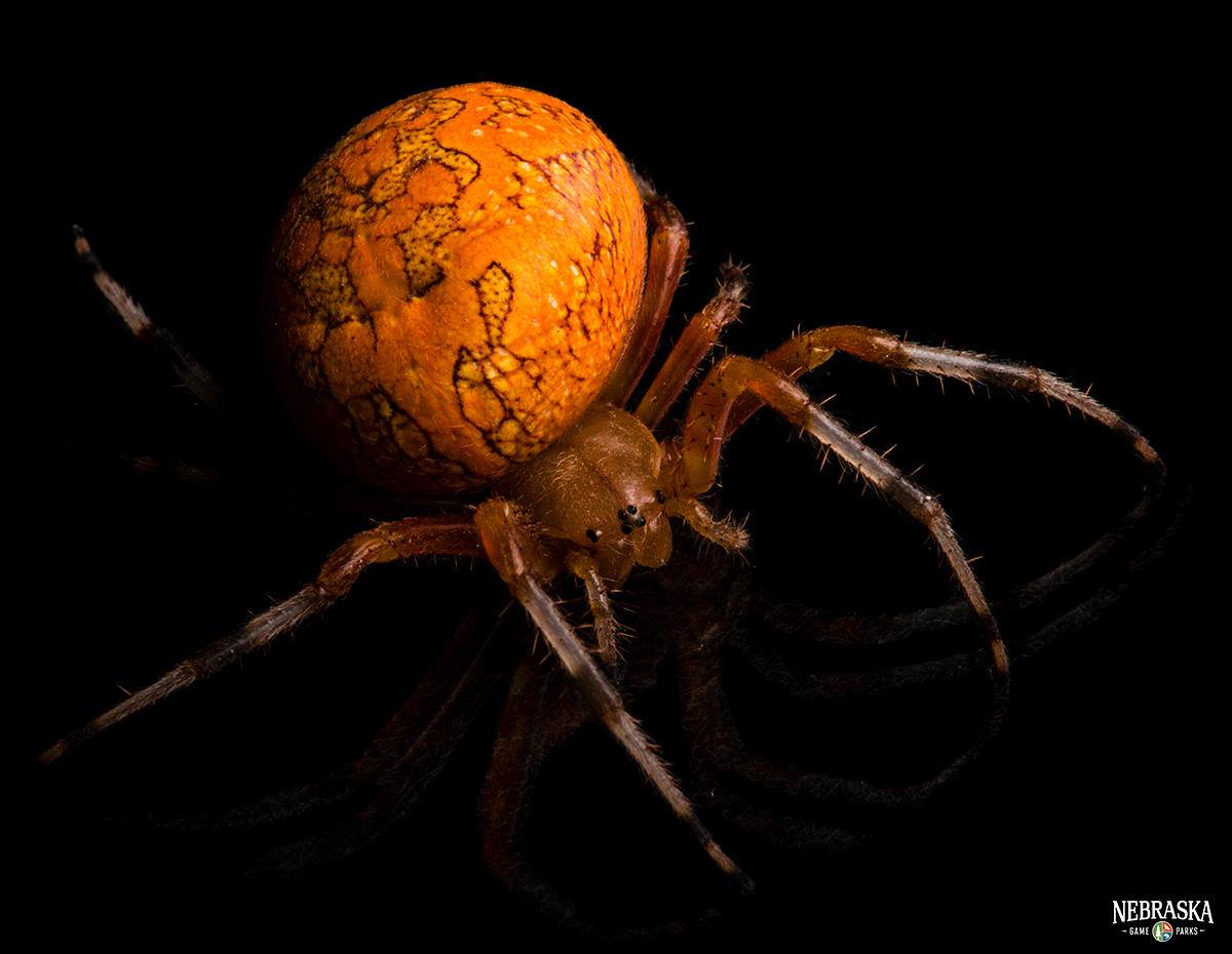 The Pumpkin Spider