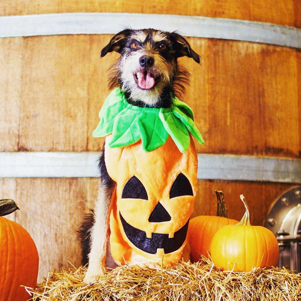 The Halloween Dog Costume Contest is tonight, Oct 31 at Big Top (signup at 6pm, free to enter).