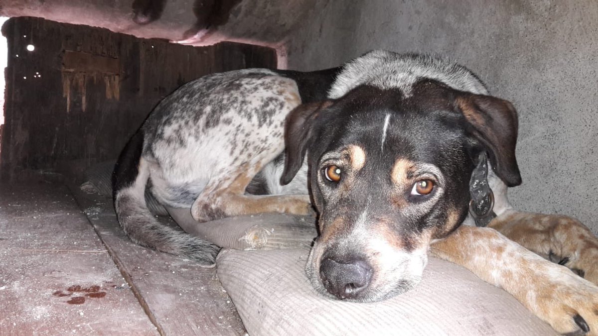 Zolanghe's tweet photo. AYÚDAME A ENCONTRARLO
Se perdió #Pirata. Ayuden a compartir vean las fotos con atención, por si se llegan a cruzar con el, lo reconozcan.
@todonaucalpan @NaucalpanCiudad @PrrosPerdidosMX @mauro_azul #SanBartoloNaucalpan @RicardoEscale https://t.co/pMC3TEGGE4
