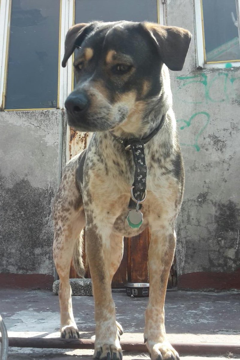 Zolanghe's tweet photo. AYÚDAME A ENCONTRARLO
Se perdió #Pirata. Ayuden a compartir vean las fotos con atención, por si se llegan a cruzar con el, lo reconozcan.
@todonaucalpan @NaucalpanCiudad @PrrosPerdidosMX @mauro_azul #SanBartoloNaucalpan @RicardoEscale https://t.co/pMC3TEGGE4