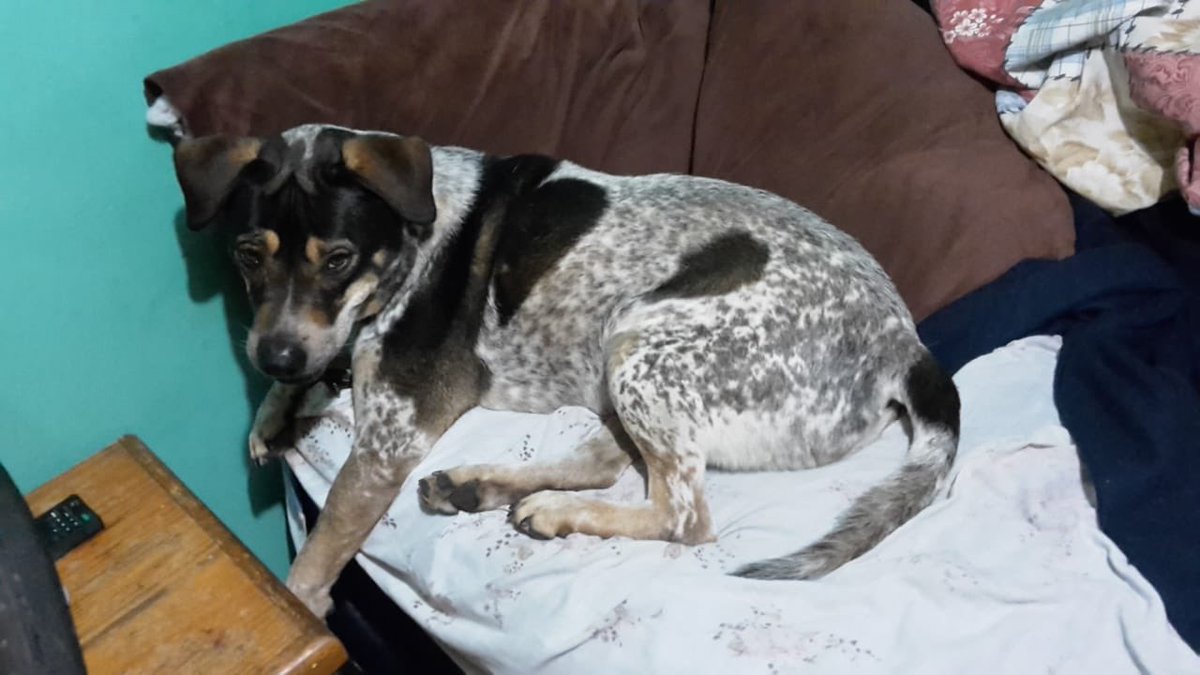 Zolanghe's tweet photo. AYÚDAME A ENCONTRARLO
Se perdió #Pirata. Ayuden a compartir vean las fotos con atención, por si se llegan a cruzar con el, lo reconozcan.
@todonaucalpan @NaucalpanCiudad @PrrosPerdidosMX @mauro_azul #SanBartoloNaucalpan @RicardoEscale https://t.co/pMC3TEGGE4