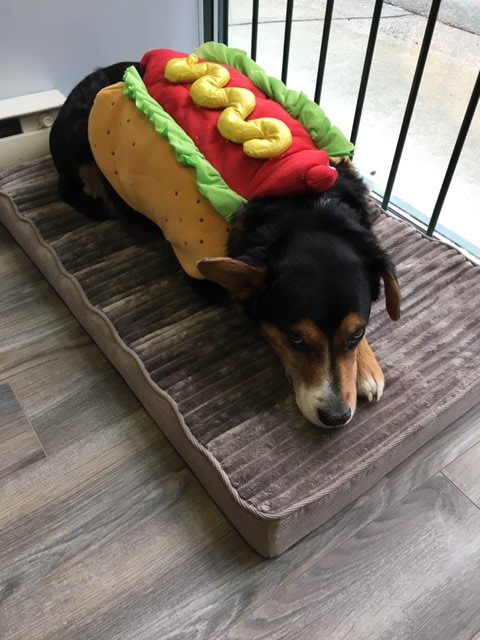SamuelPatrikChu's tweet photo. Skipped the trick, went straight for the treat. Also he's so done with the Hot Dog puns. He thinks they're the wurst... #HappyHalloween #Jasper #HonoraryAgent @Premiere_Talent https://t.co/u5moQljqWg