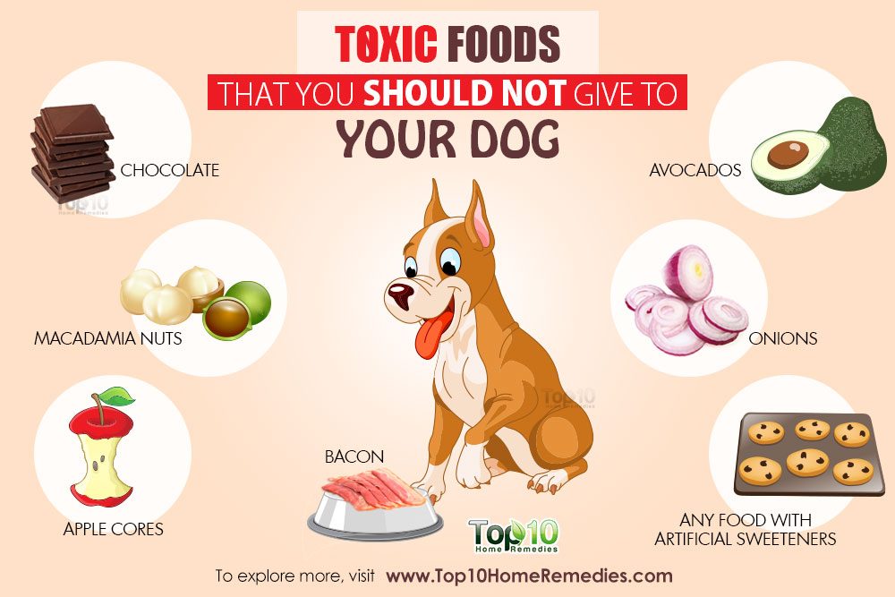 What Foods You Should Not Give Your Dog