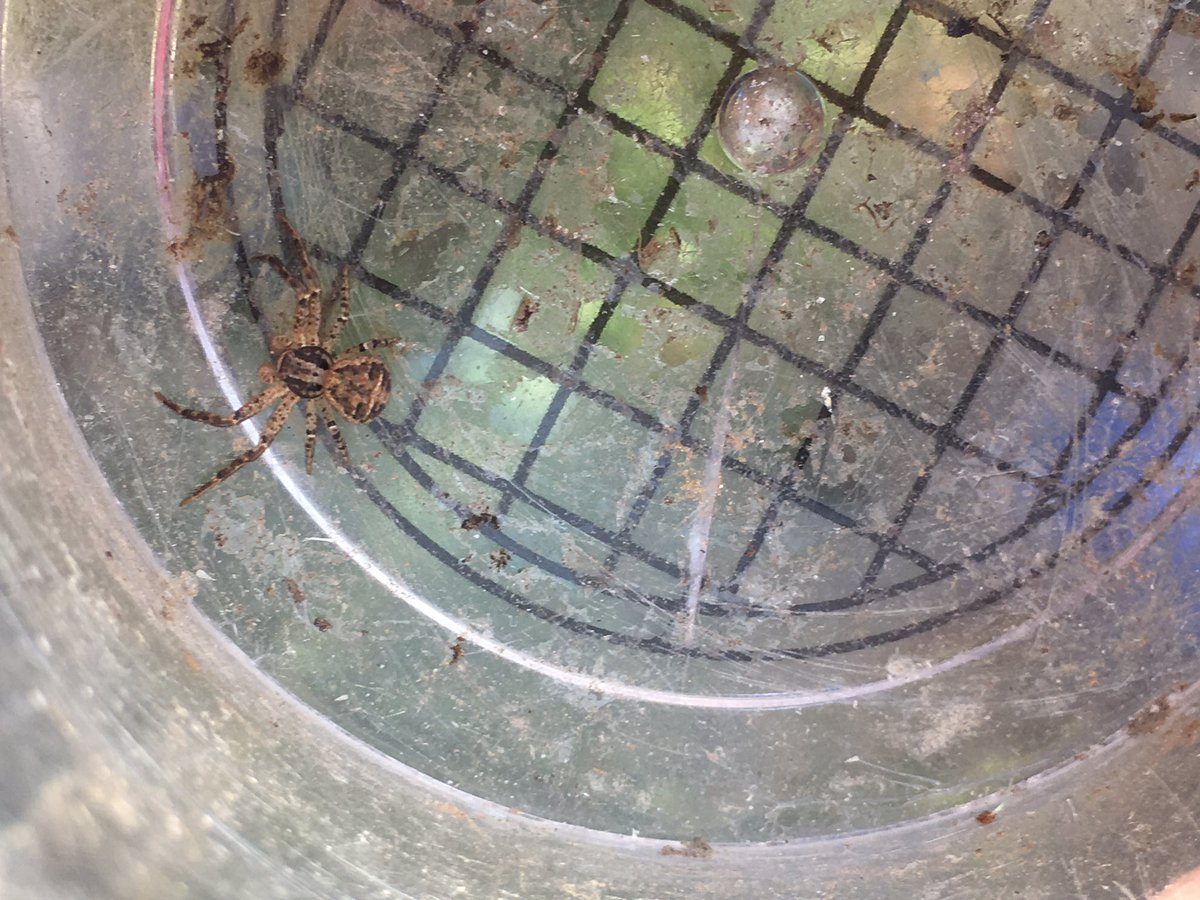 catrplrlady's tweet photo. We found #woodear, #crabspiders, and #cobaltcrust fungus during our @Banneker_Museum #bioblitz with @CatonsvilleES scientists! What a great day! @BCPSOutdoorSci https://t.co/rWtapbLK0A