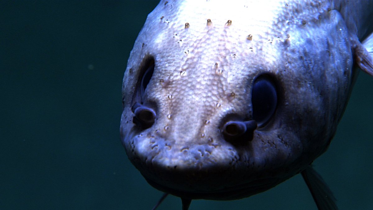 oceanexplorer's tweet photo. Boo.They are watching us too!

This grenadier was curious about ROV Deep Discoverer during the Oceano Profundo 2015 expedition. What will we see today? Find out with us LIVE right now at: https://t.co/ScOhpINB18

Happy Halloween from NOAA Ship Okeanos Explorer. https://t.co/G2NgVRwwr1