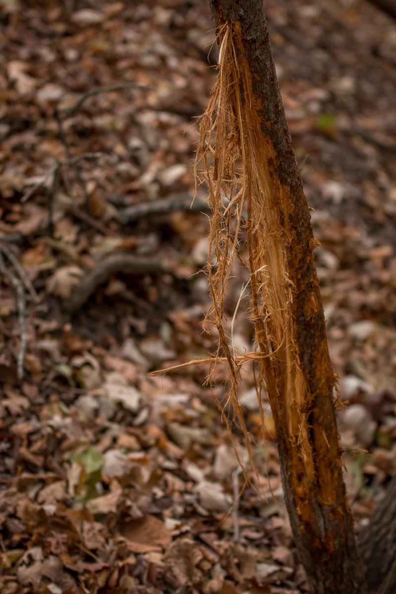 MCTProductions_'s tweet image. I’d love to see the buck that did this damage! 

#hunting #buck #deer #rut #weekend #tree