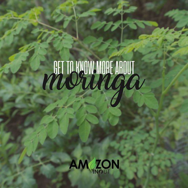 Moringa oleifera is a plant that has been praised for its health  benefits for thousands of years. Here's some benefits you should know about it. Moringa is very nutritious: both leaves and pods are sources of many vitamins and minerals, for example Protein, Vitamin B6, and C.