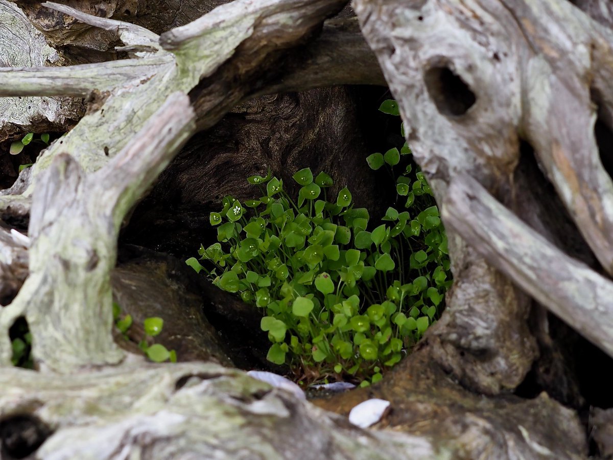 At Rathtrevor Beach Provincial Park (ow.ly/DWT030mrXjC), you'll marvel at the towering trees and expansive low tide beach. Don't forget to enjoy the little things, like tiny flowers growing in a piece of driftwood. #exploreBC ^ss [📷: Susan Miller]