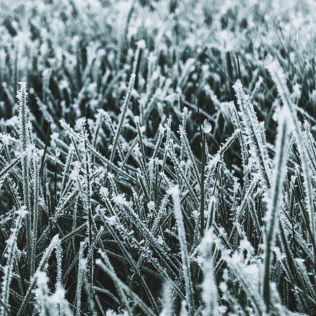 Loving these frosty mornings! Who agrees? 😬
.
.
#winteriscoming #newengland #massachusetts #fall #autumn #naturalmassachusetts #frosty #macro #shotoniphone