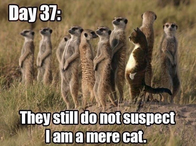 PhiSigmaPi_AX's tweet image. 