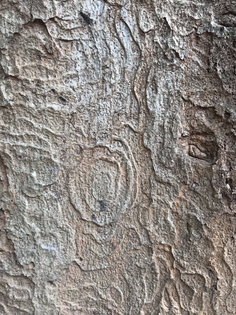 jd_pati's tweet photo. #SecretLifeofTrees #Similipal https://t.co/VAp985cKeG