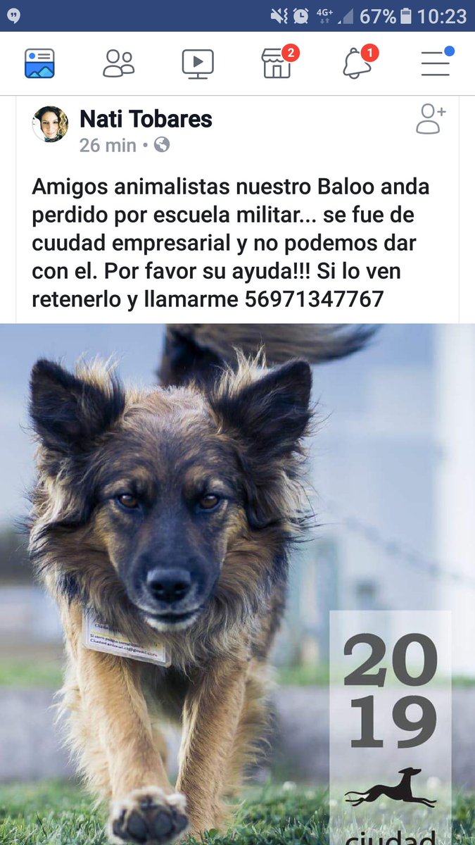 Se busca a Baloo. Escuela Militar ciudad Empresarial. Si lo ven retener porfa
56971347767 gracias.<a href="/MascotDFLCondes/">MascotadifLCondes.cl</a> <a href="/pewos/">ℙ𝕖𝕨𝕠𝕤 ℍ𝕚𝕡𝕤𝕥𝕖𝕣𝕤</a> <a href="/XimenaAG70/">Ximena A.G</a> <a href="/Chilena9772/">Sita Marce</a> <a href="/amoresperrosch/">Amores Perros Chile</a> <a href="/BaettigGloria/">Gloria Baettig</a> <a href="/marti_nita/">Martina Yáñez</a> <a href="/Salvandopatit4s/">Salvando Patitas Chile 🇨🇱</a> <a href="/Mariita018/">Mariita</a>