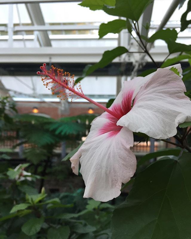 Hibiscus in a Ravine! #lovewhereyoulive ift.tt/2Q83DCQ