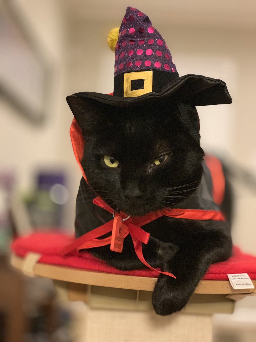 make2tv's tweet image. The scariest thing this Halloween is how she’s clearly plotting her revenge against us....