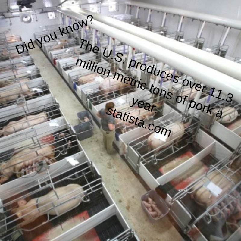 LaneSteinke's tweet photo. According to https://t.co/2wayXuxvN3 the U.S. is the third largest pork producer in the world only behind China and Europe! @WIUAg #WIUAgLife #pork #agriculture https://t.co/IPJzTuMiZu