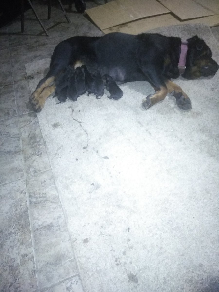 SessionRandy's tweet image. She had 10 pup's today it's going to be a long night