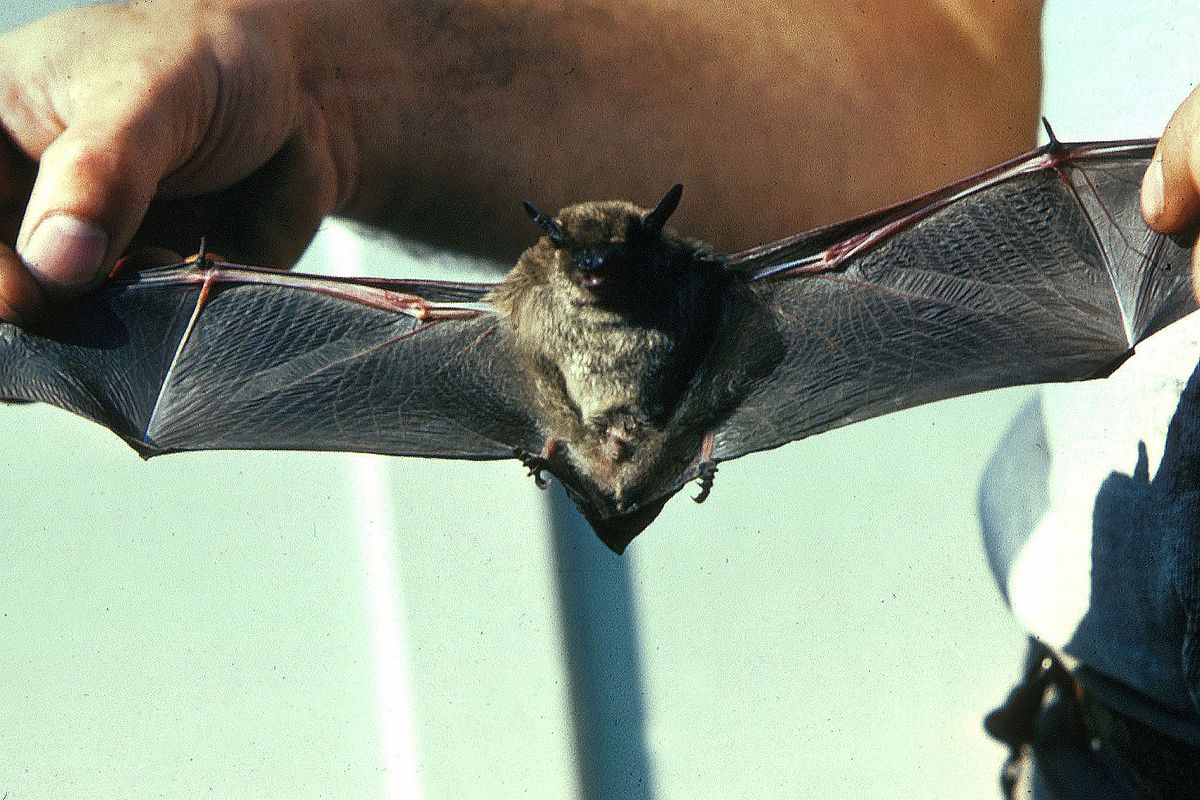 Fsologists Alaska On Twitter You D Be Lucky To Live With Bats And Here Are Some Great Tips For Living With These Magnificent Creatures From The Alaska Department Of Fish And