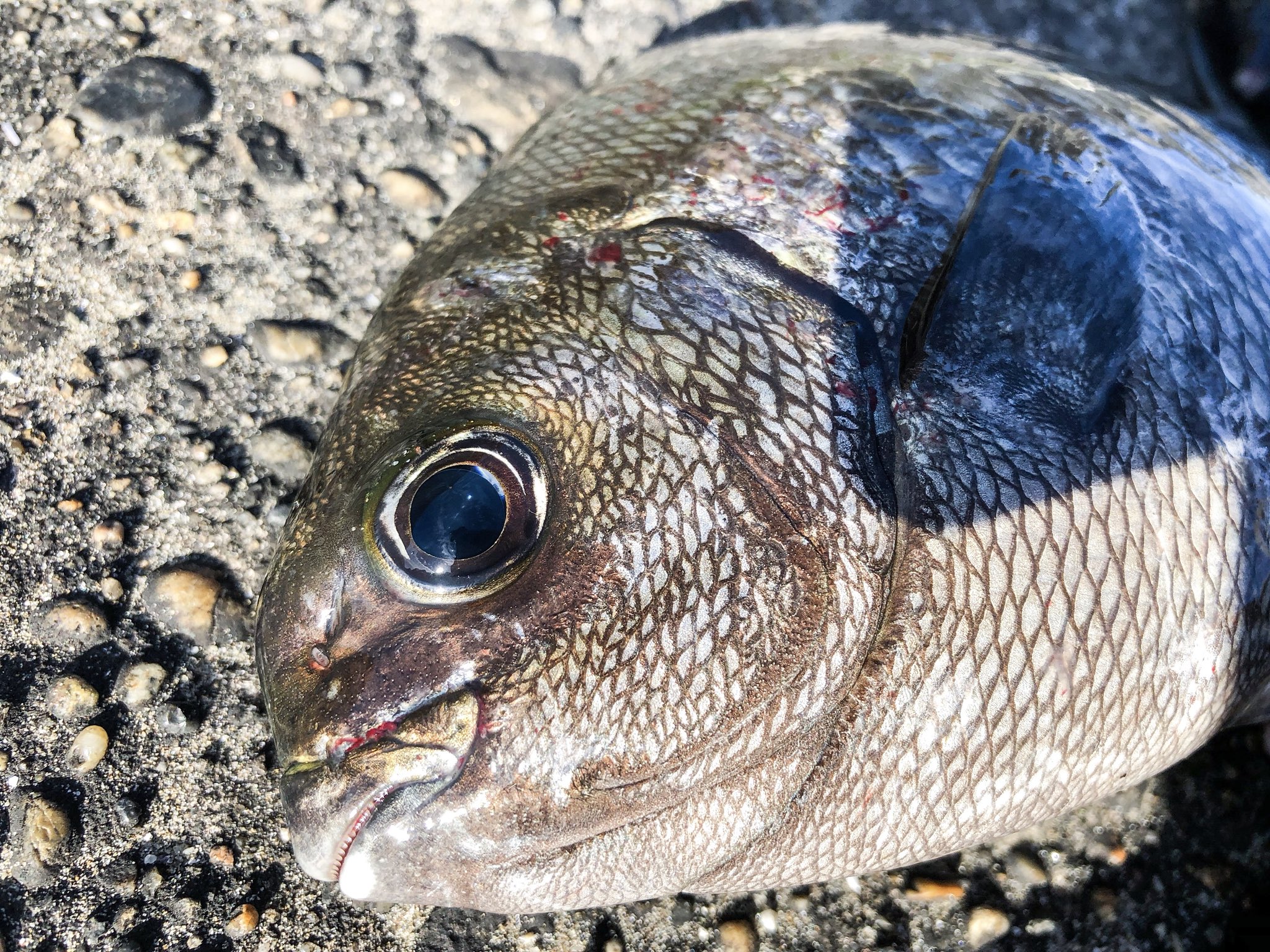 鹿島釣り日記 今朝の釣果 カンパチ シマダイ 石垣ダイ メジナにイスズミ 徐々に釣れる魚も変わってきたね それにしてもババタレは可愛い顔してるな カンパチ シマダイ 石垣鯛 メジナ イスズミ ババタレ T Co Gdhml1vk3x Twitter
