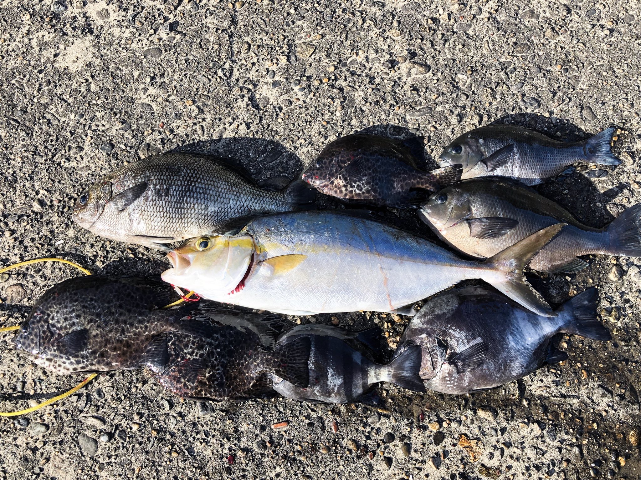 鹿島釣り日記 今朝の釣果 カンパチ シマダイ 石垣ダイ メジナにイスズミ 徐々に釣れる魚も変わってきたね それにしてもババタレは可愛い顔してるな カンパチ シマダイ 石垣鯛 メジナ イスズミ ババタレ T Co Gdhml1vk3x Twitter 鹿島釣り日記 今朝の釣果 カンパチ シマダイ 石垣ダイ メジナにイスズミ 徐々に釣れる魚も変わってきたね それにしてもババタレは可愛い顔してるな カンパチ シマダイ 石垣鯛 メジナ イスズミ ババタレ T Co Gdhml1vk3x Twitter