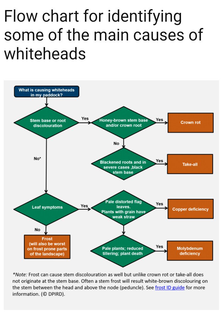 Paddock To Plate Flow Chart