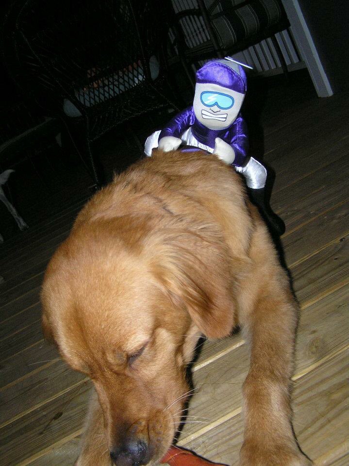 cleekers's tweet photo. @KatBarrell Some older photos of Copper during Halloween...he’s such a good sport 😂 #Halloween https://t.co/eEVcJdVSwg