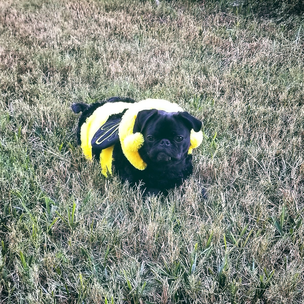 Me is a bumblebee that won't stay still for nice pictures, so here me am taking a break from running around like a busy bee 🐝! 🖤🧡🐝🧡🖤🧡🐝🧡🖤 Happy 😊 Halloween, my furriends!

#pug #pugs #Halloween #RoyalWedding2018 #HappyHalloween #dog #dogs