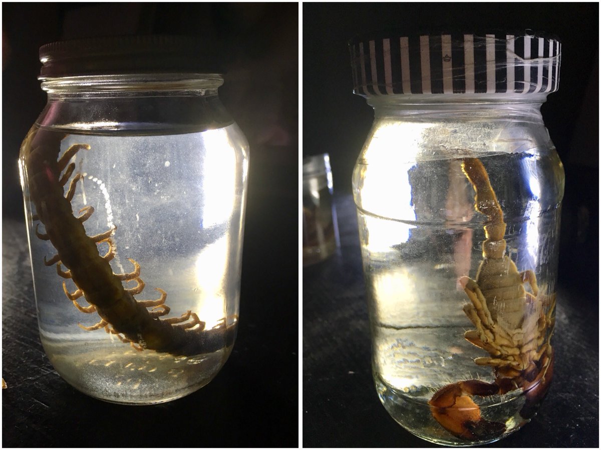 Happy Halloween! A handful of our youth volunteers helped out this past #WonderSunday. We chatted about animals, including scorpions and centipedes 🦂🕷#creepycrawlies #museum.