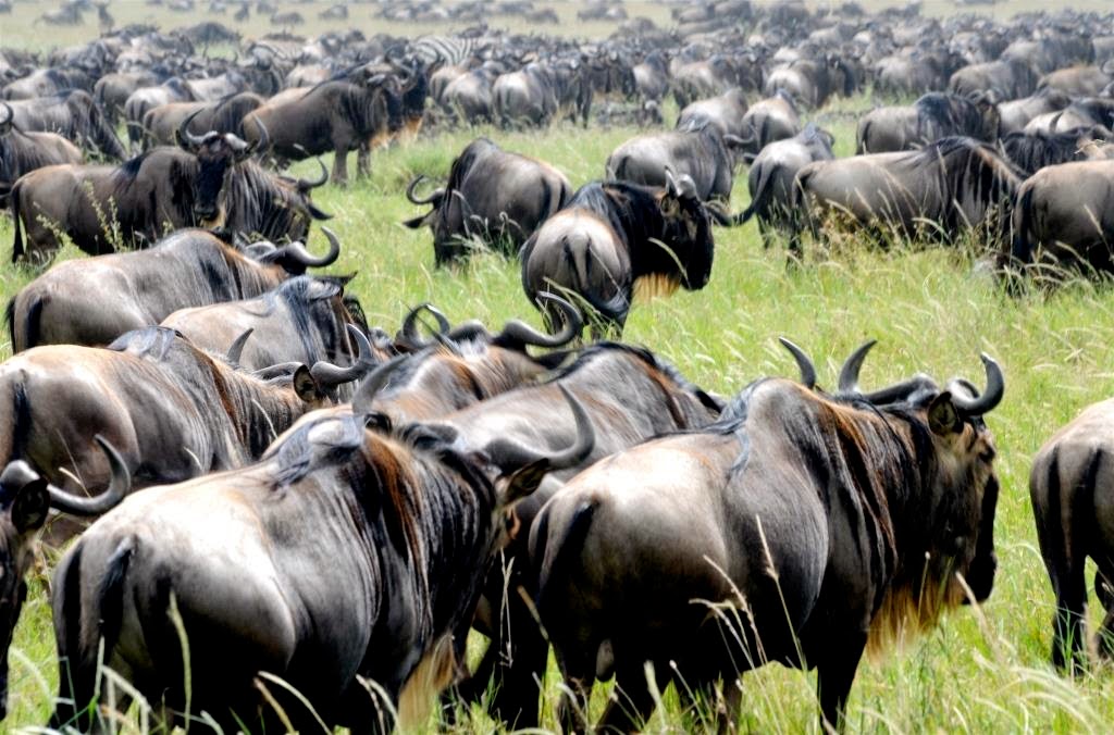dichtbijverweg's tweet photo. Wil je echt eens een keer op #safari, dan is dit meteen de absolute top om te doen: #Tanzania tijdens de #grotemigratie! #bigmigration #wildlife: https://t.co/qpmkQK64RY https://t.co/VsQeykjVfn