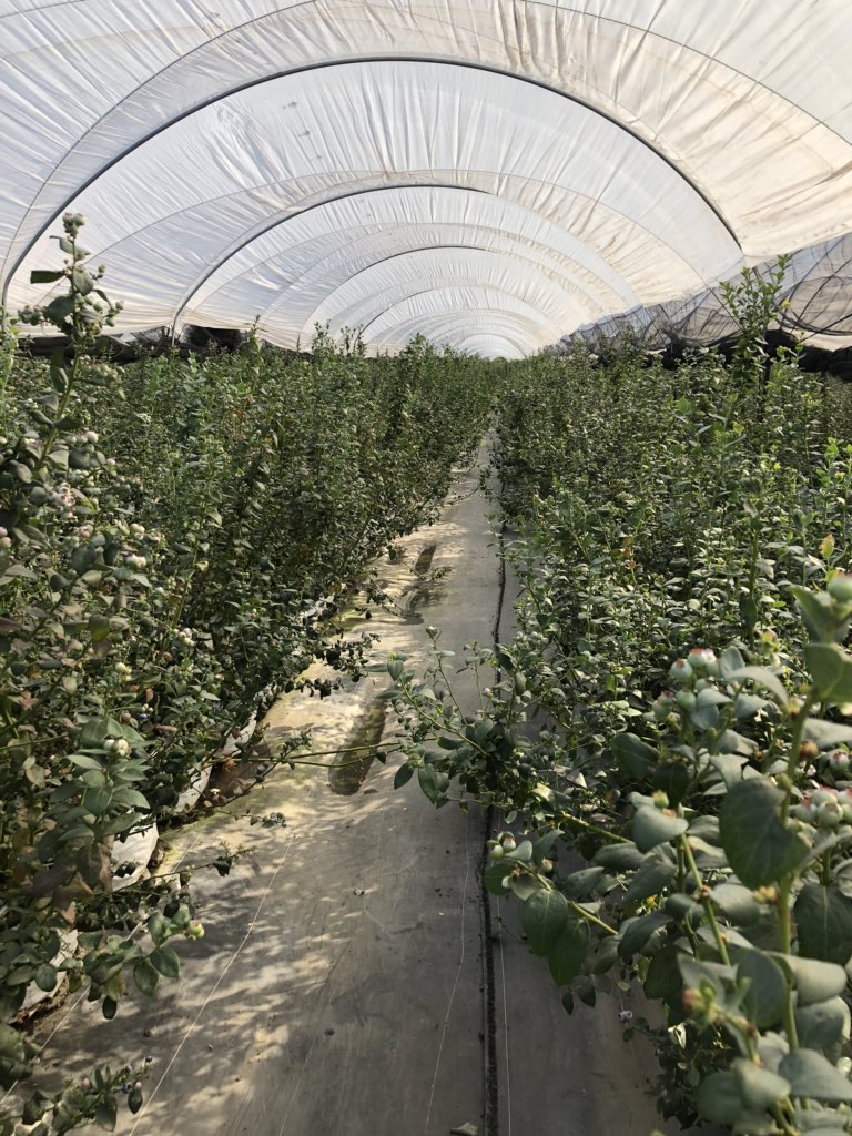 berrygiant's tweet photo. Touring some @calgiantberries blueberry fields in Mexico this week. #poweredbyberries https://t.co/PGKvVE1PFi