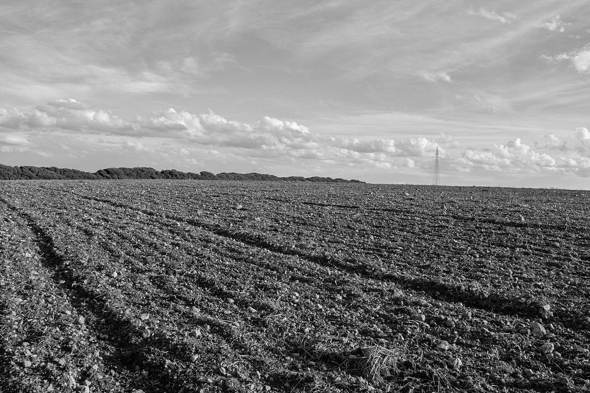 gavinobazzoni's tweet photo. Solchi ancestrali

[ From my work Imago Nurra ]

#monocromatico #zolle #campo #blackandwhitephotography 
#blackandwhite #greyscale 
#monochrome #biancoenero
#photography #fotografia
#sardinia #landscape #rural
#imagonurra #nurra #agricoltura
#agriculture #solchi #campoarato https://t.co/d4cInsSGMk