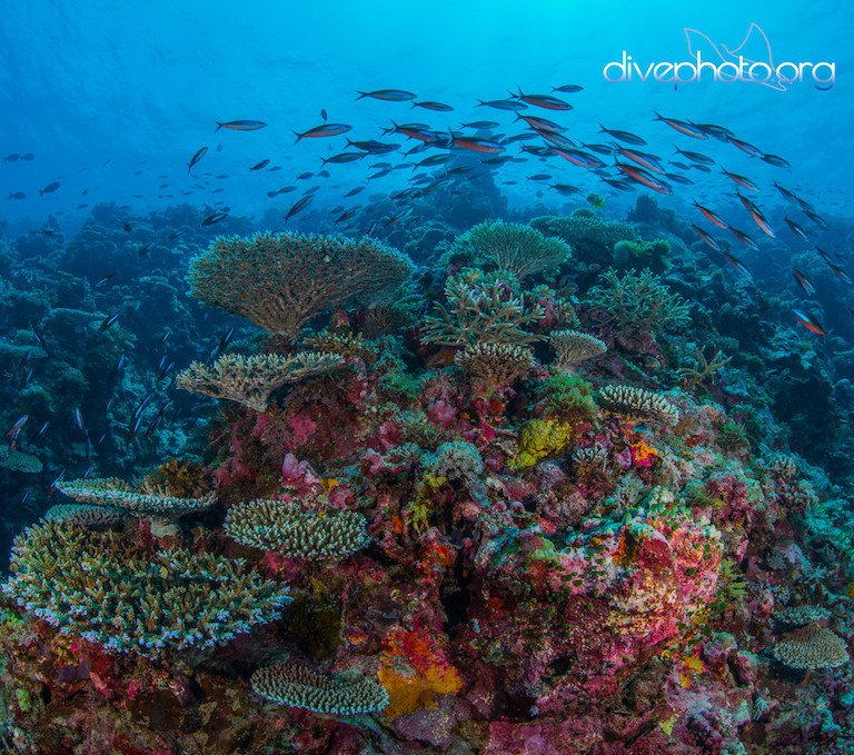 Mongabay tweet media