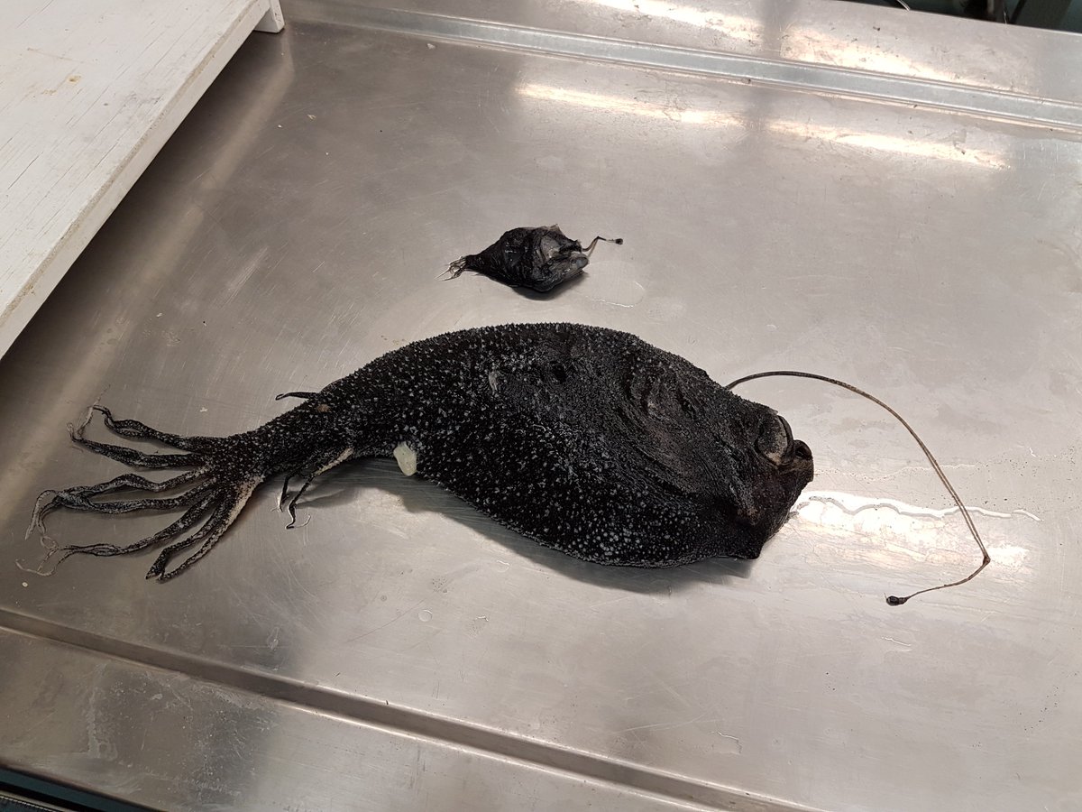 TheBroadcastCBC's tweet photo. Spooky species of the #sea. Frightful #fish just in time for #Halloween. Hear @DFO_NL fish biologists describe what lurks beneath. #ocean #northernseadevil #daggertooth #lanternfish https://t.co/eKb9TEX84G