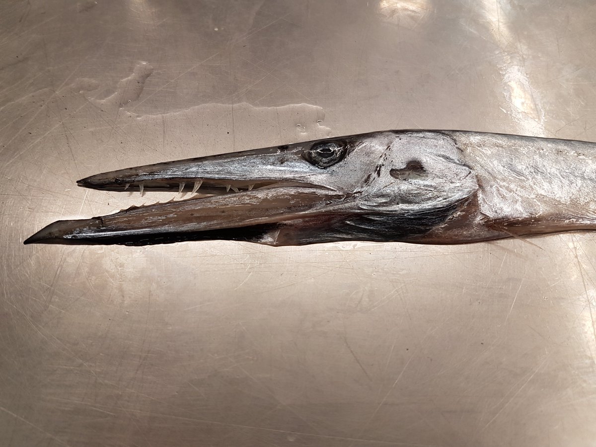 TheBroadcastCBC's tweet photo. Spooky species of the #sea. Frightful #fish just in time for #Halloween. Hear @DFO_NL fish biologists describe what lurks beneath. #ocean #northernseadevil #daggertooth #lanternfish https://t.co/eKb9TEX84G