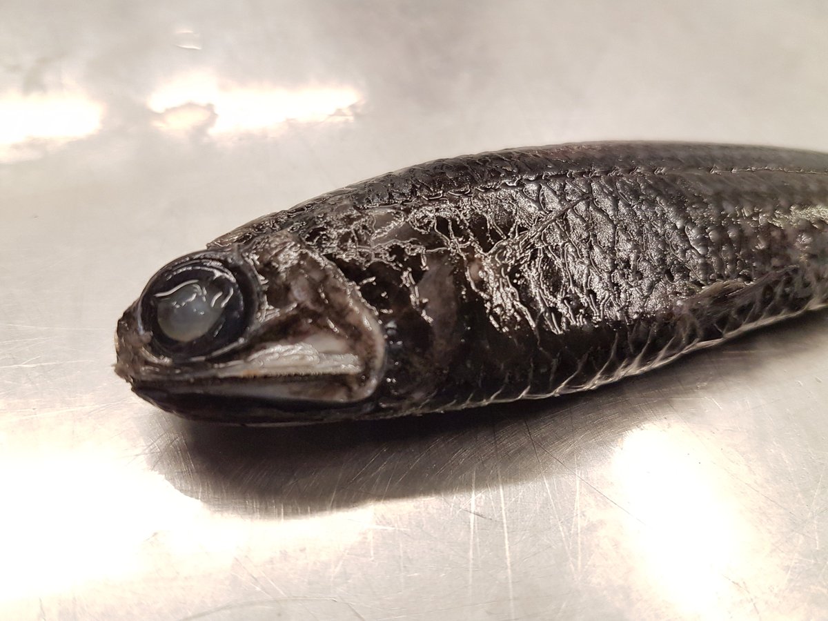 TheBroadcastCBC's tweet photo. Spooky species of the #sea. Frightful #fish just in time for #Halloween. Hear @DFO_NL fish biologists describe what lurks beneath. #ocean #northernseadevil #daggertooth #lanternfish https://t.co/eKb9TEX84G