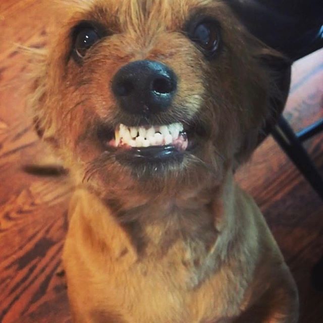Blendsdays's tweet photo. #HappyHalloween from this terrifyingly cute pup Gilmore and #Blendsday! 🎃 #brown #furryfriendblend @eastlou https://t.co/ynwzI6ats0 https://t.co/90qu7tDHZW