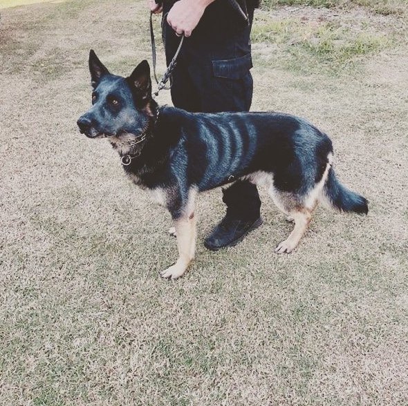 bakersfieldnow's tweet image. Even the #Bakersfield Police K-9 Unit is getting in the #Halloween spirit. Looking good, Traxx!

Photo: @bakersfieldpd