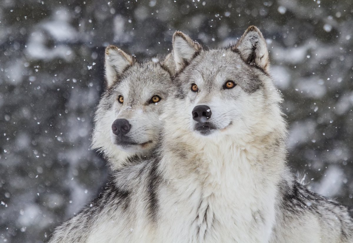 RETWEET: I will #VoteForParks so they are protected for future generations.