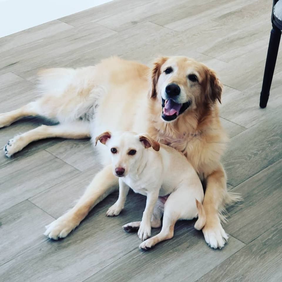 naplestopdogs's tweet photo. Naples Top Dogs: The Premier "In Home" Dog Trainer
Tulip and Frankie BFF'S #naplestopdogs #positivedogtrainer #dogsofinsta #goldenretriever https://t.co/ZErfeCVj9D https://t.co/CTTadYsCEf