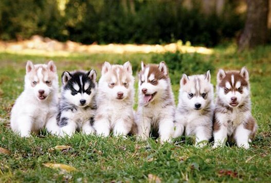 PositivePyrami1's tweet photo. @YTWonderLady @AtheisticSnail @SkepticNikki #FloofWorld and it's NOT just floofy cats...The worship of other Floofy animals is perfectly acceptable! #FloofyBunnies #FloofDogs #FloofRules https://t.co/IzsAcgp4m9