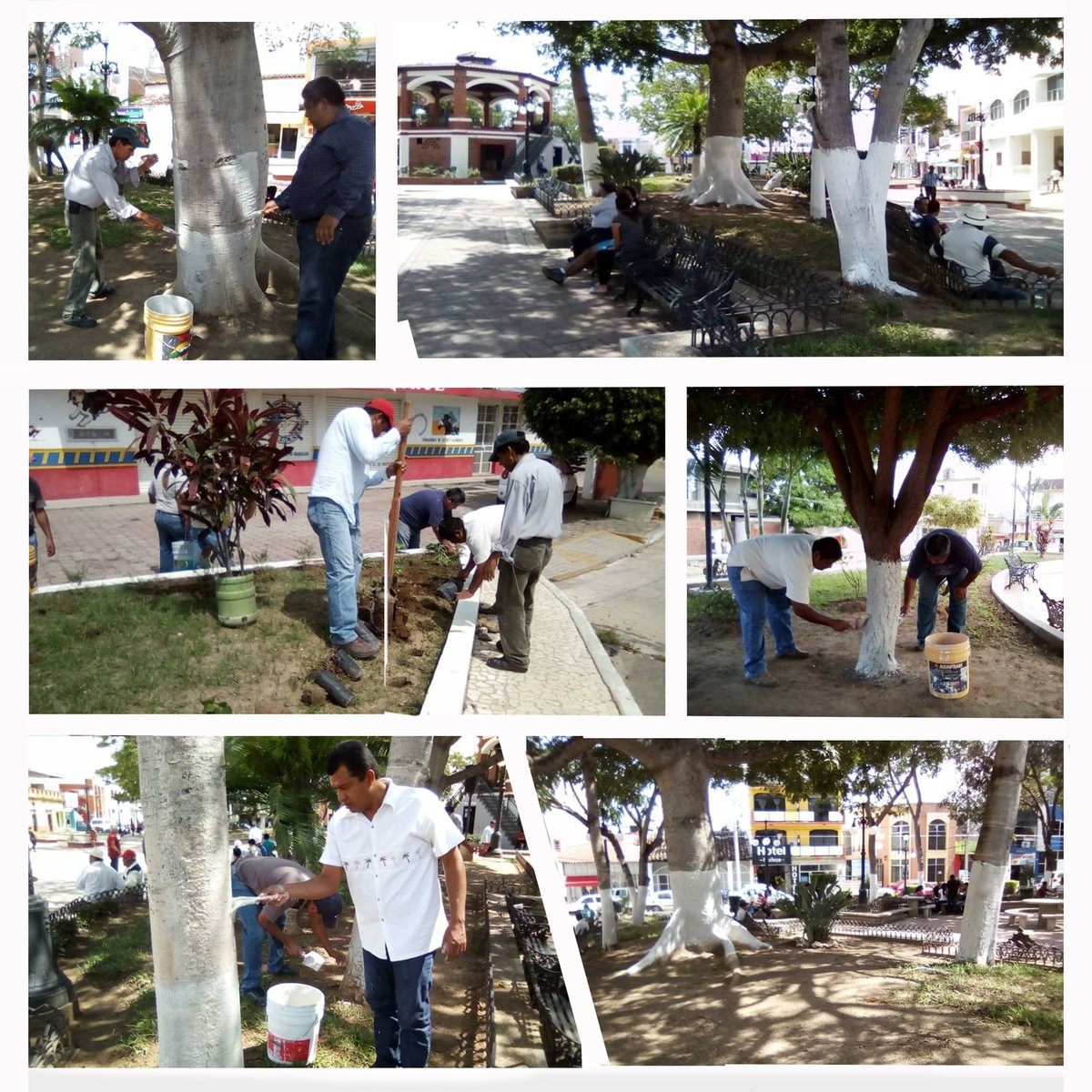PanchoNavaOf's tweet photo. Como parte de la iniciativa de “Embellece tu ciudad”, se encalaron los arboles de los parques, Central y Santo Domingo.
 se estará realizando con frecuencia en todos los arboles de los espacios públicos, para mejorar la calidad de imagen urbana.
#TransformandoLaEspeanzaEnProgreso https://t.co/wmb5osPfYF