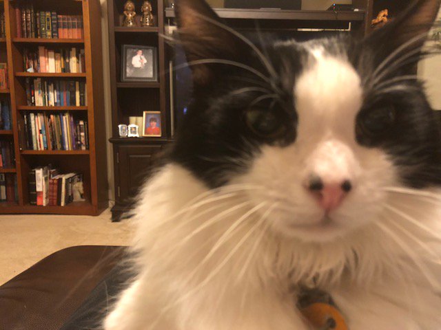 YNOTConnor's tweet photo. @Kristel_Penn Last night trying to watch Netflix, he does this every night! #WhatDoesHeWant #HeIsAlwaysWatching https://t.co/EdKlNMlKwq
