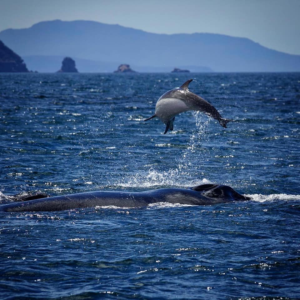 today_tasmania's tweet photo. WOW... amazing photos yesterday thanks to Damo and Susie from Wild Ocean Tasmania who says: "What a surprising encounter today... a pod of Bottlenose Dolphins were playfully interacting with a mother and calf Humpback Whale" ❤️🐬🐳 #Tasmania pics: https://t.co/DoZcl5SxfT https://t.co/Buwo6OvqOv