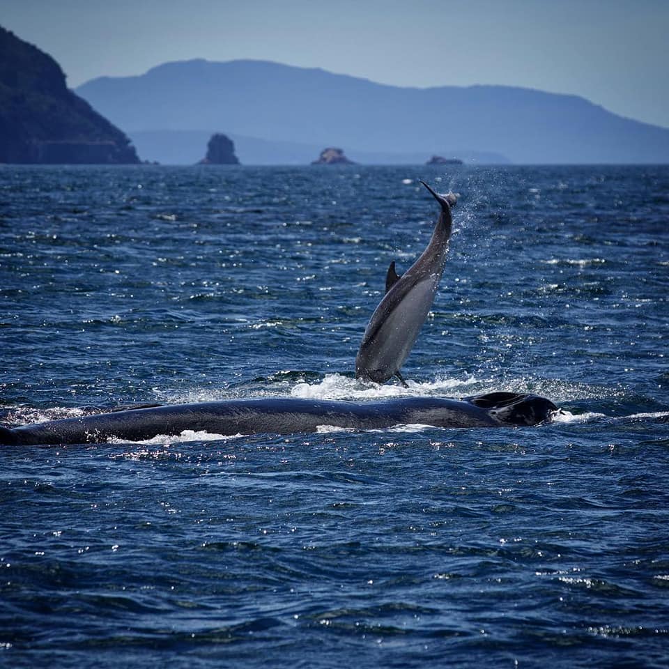 WOW... amazing photos yesterday thanks to Damo and Susie from Wild Ocean Tasmania who says: "What a surprising encounter today... a pod of Bottlenose Dolphins were playfully interacting with a mother and calf Humpback Whale" ❤️🐬🐳 #Tasmania pics: instagram.com/wildoceantasma…