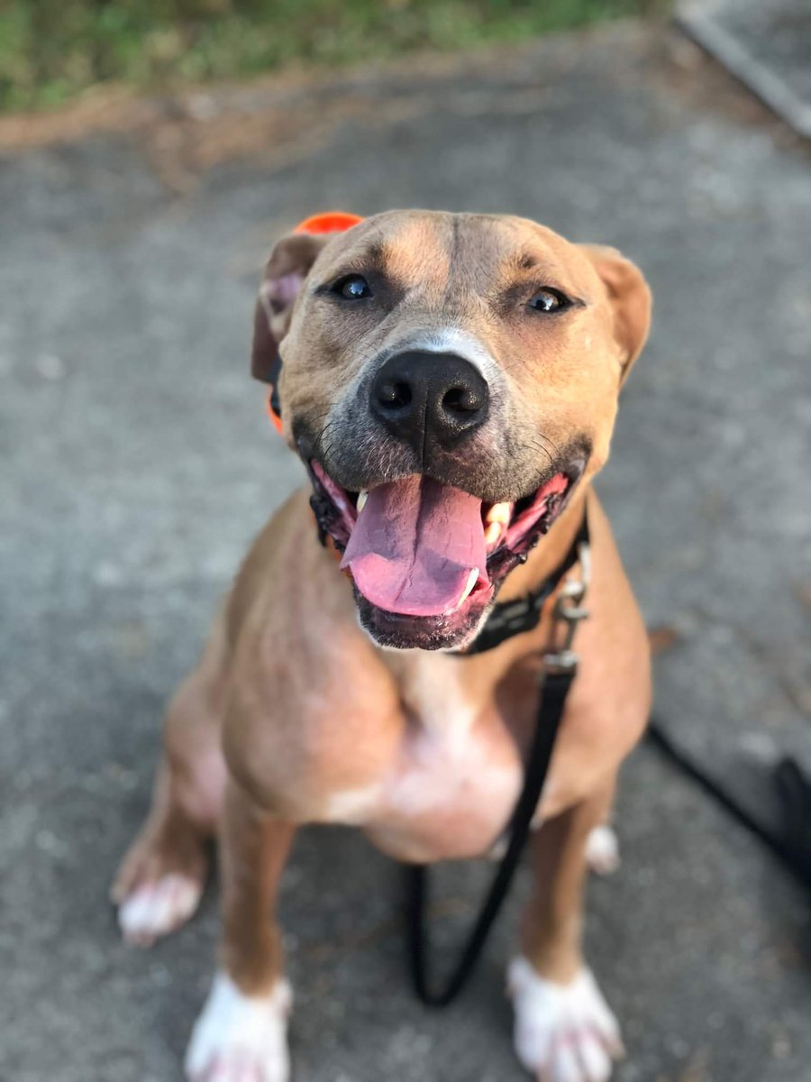 NSHumaneSociety's tweet photo. UPDATE ON OUR LONGEST RESIDENT!
Klunk has a little less than a week left of training until he is ready to go! Let’s find Klunk his PERFECT forever home.
A huge thank you to our friends at Off Leash K9 Training NOLA! @olk9nola
#northshorehumanesociety #offleashk9training https://t.co/AEU6iX2cKh