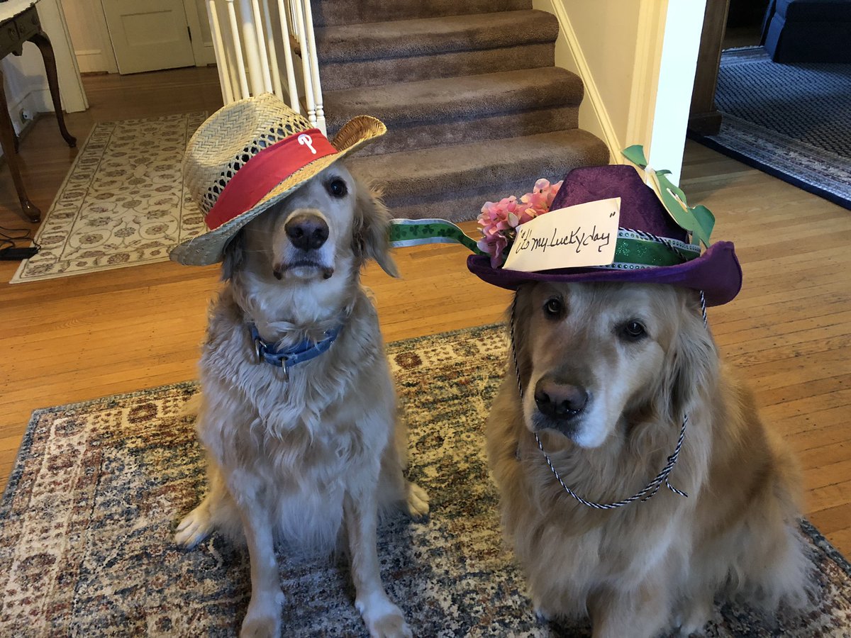 The humans lost our lion costumes. #Halloween2018 #dogcostumes #DogCelebration