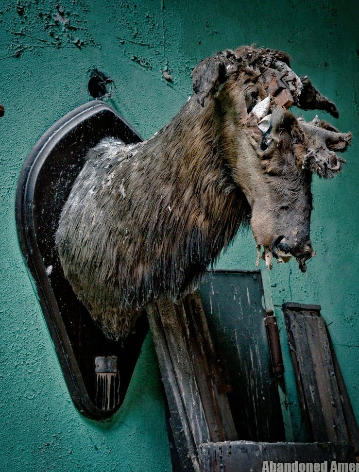 5) While exploring a very dark and dilapidated abandoned Elks Lodge by myself, I found a large ballroom at the top. A single shaft of sunlight was coming through the roof on the far end... onto this rotting taxidermied elk head.  http://www.abandonedamerica.us/new-castle-elks-lodge