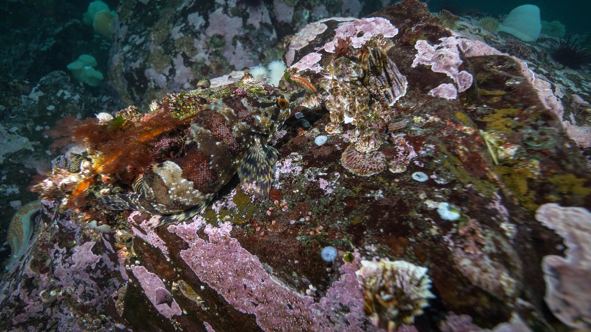 HakaiInstitute's tweet photo. We 𝘵𝘩𝘰𝘶𝘨𝘩𝘵 there was a painted greeling in full costume in this photo, but we lost it.
#HappyHalloween #FindingGreenling #LostFish
📷 Tavish Campbell https://t.co/Z7cQ2h0Yts