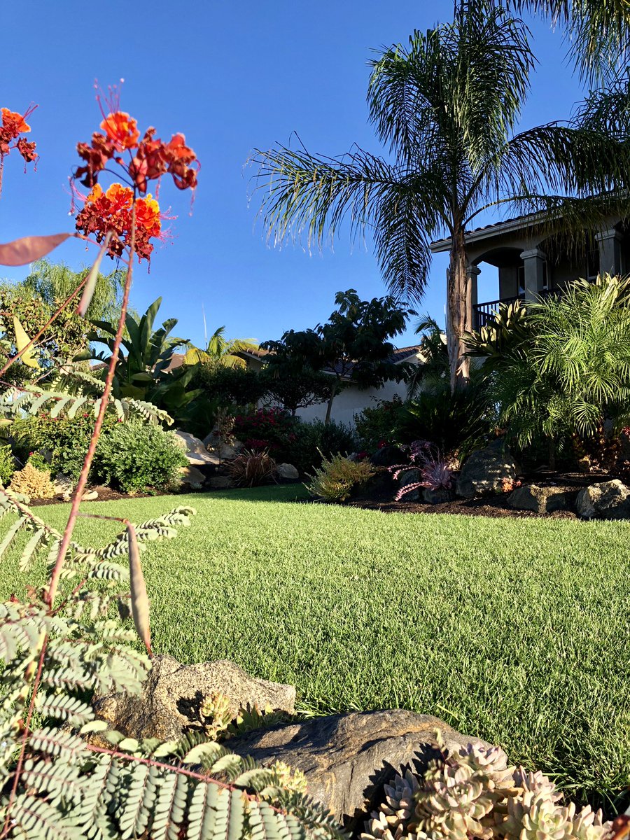 ZachKuenzi's tweet photo. Just one of those #TurfSaverRTF kind of mornings and couldn’t resist taking a couple photos! #OftenImitatedNeverDuplicated @BarenbrugUSA @RTF_Sod #PlantALegacy #SouthernCalifornia https://t.co/niP4LWqPBH