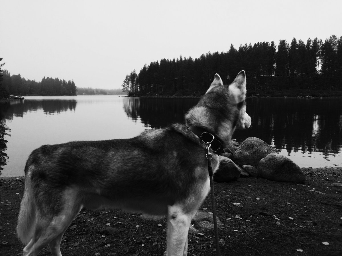 FredrikMiller's tweet photo. Had to take part in making a hard decision today in putting down one of my dogs who was very close to my heart, feels heavy right now... I'm going to miss him but, you're in a better place now, Rama... https://t.co/JjyGnA4NLb