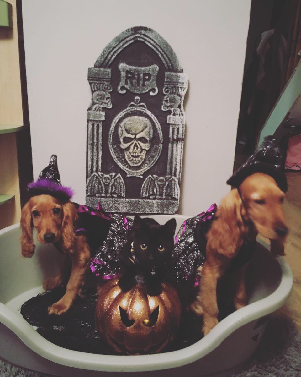 I wish you knew how hard this was 😩😩😩 #Halloween2018 #halloween #puppies #kitten #witches #blackcat #tombstone #cockerspaniels #dogsdressedup